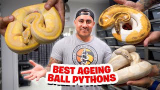 Our BEST Ageing Ball Pythons!