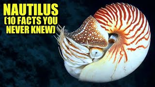 Nautilus 🐚 (10 FACTS You NEVER KNEW)
