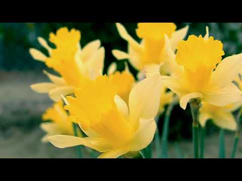 4K Beautiful flowers- Nature video to relax your mind and meditate.