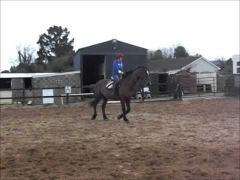 schooling tiger