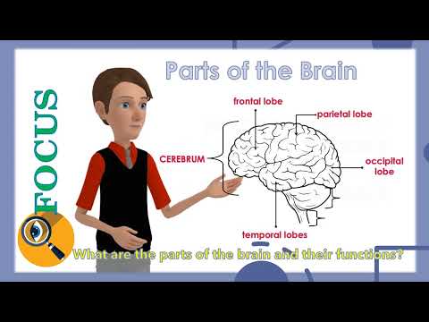 The Brain and Jean Piaget's Theory on Cognitive Development Final