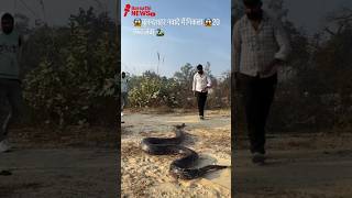 🐍🙏🙏 Indian Rock Python | Big Size Python | Asia Python | Ajgar #snake #shorts #python #cobra