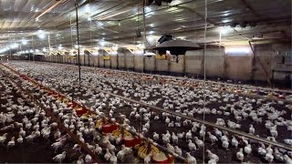Raising Broiler Chickens: The Full 35-Day Journey | Part 1