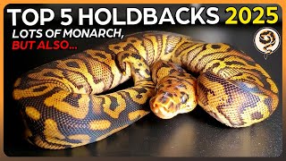 This is our Top 5 Ball Python HOLDBACKS for 2025! - Lots of Monarch, but also...