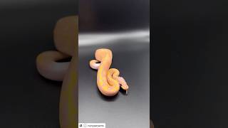 High Pattern Banana Pied Ball Python 🍌🐍 #ballpythonmorph #piebald #ballpythonbreeder