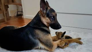 You Can’t Stop Laughing at These German Shepherd Dogs 🤣  Funniest Dogs 2025