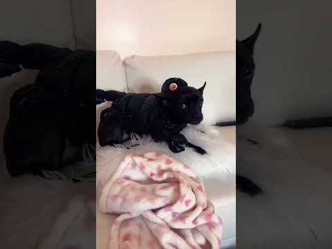 #halloween #costume #fashion #style #ootd #outfit #fashionnova #ytshorts #fashionblogger #dog