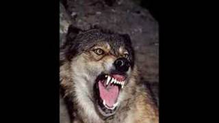 Wolf Sounds 2 *Growling*