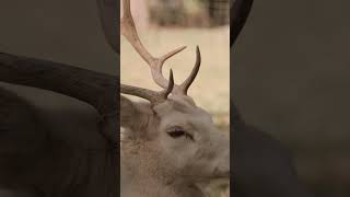 Stag - Cute Animals by Oxbridge Baby #learntotalk #oxbridgebaby #preschoollearning