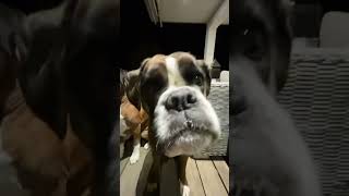 Funny cute boxer dogs: boxer dog Moogli & Ouinnie. #chiensdrôles #funnydogs  #funnyshorts
