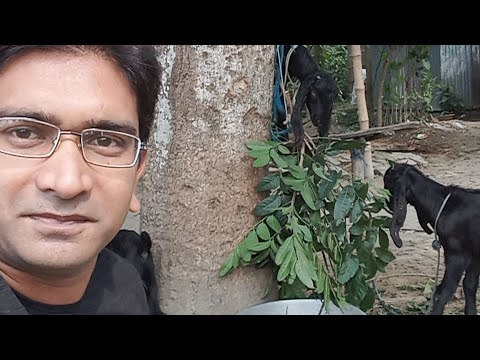 Few Goat Eating Leaf And Cow Take Rest My Live Stream | All The Goats Are Busy Eating Leaves