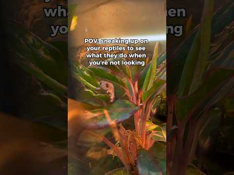 Chameleons have superpowers