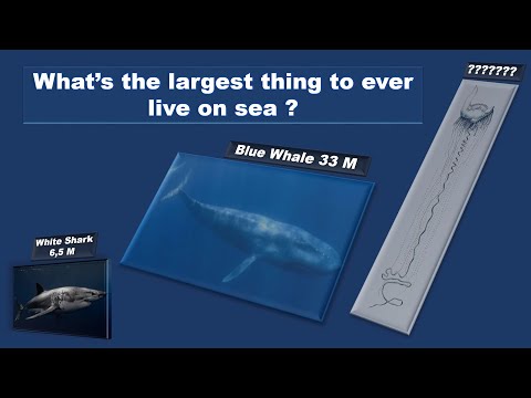 What's the Largest Thing to ever Live on Sea - Sea Monsters Size Comparision