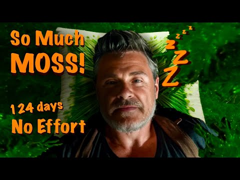Aquarium Moss Farming | Easy Mode