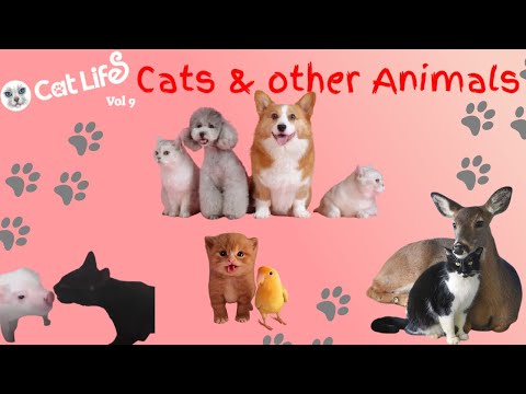 Cat LifeS - vol 9 - Cats and other Animals