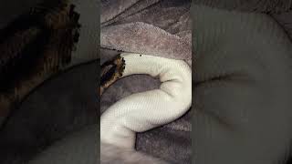 🖤🤍#snake #viralvideo #foryou #reptiles #animals #fypシ #piedballpython