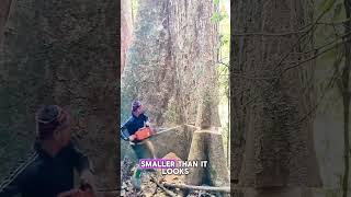 Hidden Rot Destroys Safety Margins  #shorts #physics #logging #forestry #science