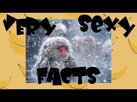 Very Sexy Facts About Snow Monkeys