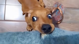 These goofy dogs turn your laughs up 200%! 😆 Funny Dog Videos 2025