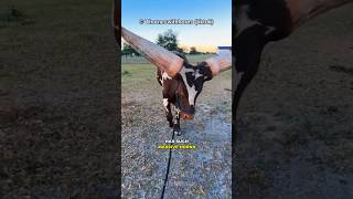 Ankole Watusi - The Giant Horned Cattle