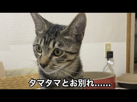 手術へ挑む仔猫……。前日のやすらぎの時間。