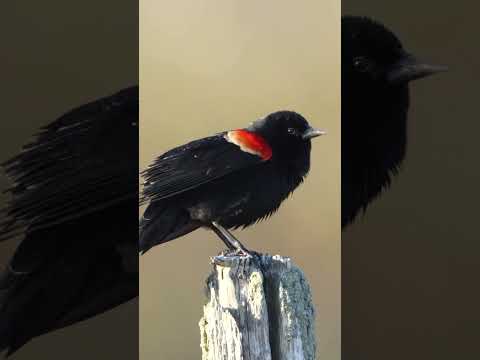 Red Winged Blackbird Sound￼ #wildlife #nature #birds