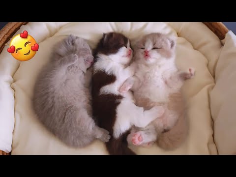 These adorable cats will heal your heart ♥