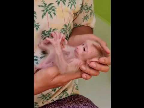 hybrid animals#shortvideo#shortyoutubevideos