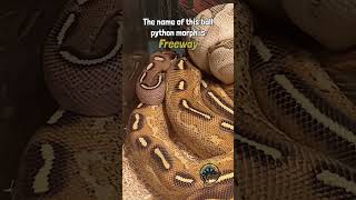 WOW! 🛣️🚗 This ball python morph is incredible! #ballpython #snakes #reptiles #freeway #exoticpets