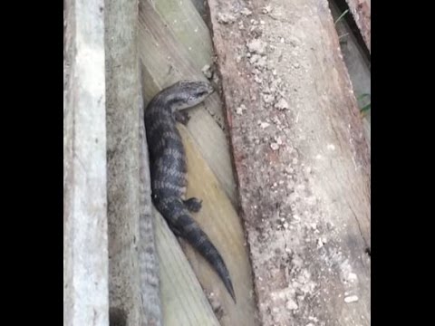 Blue Tongue Lizard in the Backyard Video
