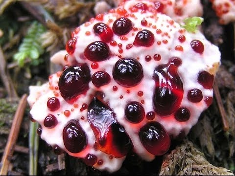World Of Fungus Documentary - Molds And Fungus - World Documentary HD