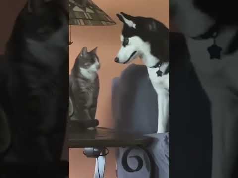Cats Bullying Dogs 🎬✨#SnappyWorld#CutePuppy#FunnyDog #Shorts#cute#dog #pets#viral#funny@cat