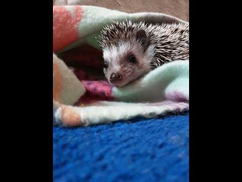 Hedgehog Moments part 25 #trending #hedgehog #cute #shorts #subscribe
