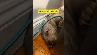 Living in Australia be like:🥶🥶🥶#Animals of Australia#Australia be like#kangaroos