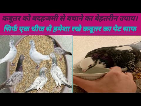 Kabootar ka pet saaf rakhne ka upaay. kabootar ke hazme ka behtreen tareeka
