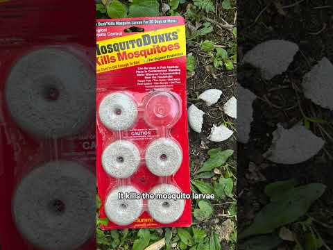 How to Make a Mosquito Bucket (Safe for Pollinators!)