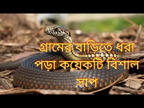 তিনটি বিশাল বড় সাপ ধরা পড়ল