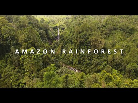 Animals Of The Amazon Rainforest | Episode 2 | Short Wildlife Documentary