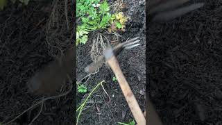 1 garden tool you must have, says Red Seal journeyman! #tools #gardening #weeding #redsealvas