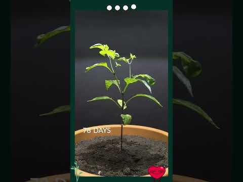 From Seed to Harvest 🌶️ | The Evolution of a Pepper Plant  #pepper #plants