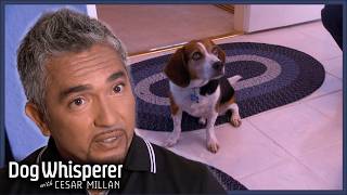 Uncontrollable Beagle Won't Stop Biting People | S4 Ep 11 | Dog Whisperer With Cesar Millan