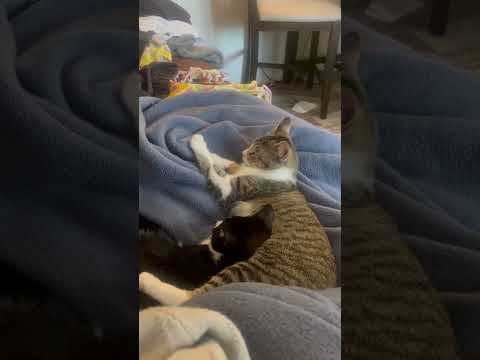 In love with these #kitties !