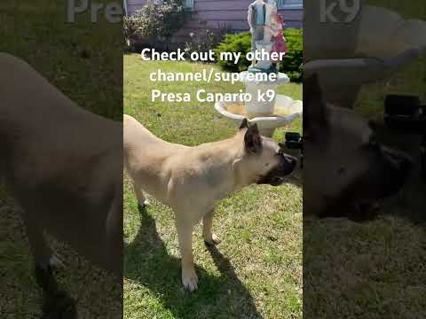 True Champion!#cutedog #doggielife #doglover #family #presacanario#youtubeshorts