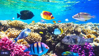4K Mini Underwater Drone #shorts | Top Tech Ranking Gadgets