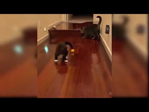 comedy videos #cats #funnycats #comedyvideo #