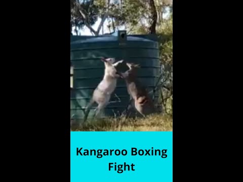 Kangaroo Boxing Fight, Fanny Kangaroo, Fanny animals, Funny And Cute