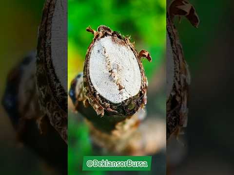 How to take a macro photo? Macro Photography Lighting #macro #macrovideo #macrophotography #closeup