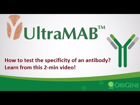 UltraMAB Antibody: How to Test Antibody Specificity