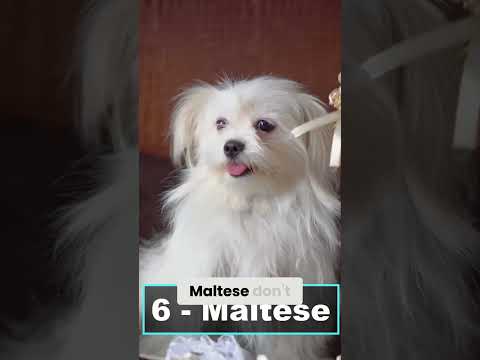 Maltese Dogs: The Perfect, Low-Energy Companion You Need!