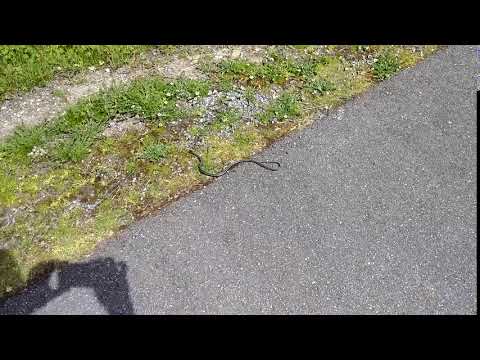 180424 snake